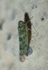 Eupteryx sp.
